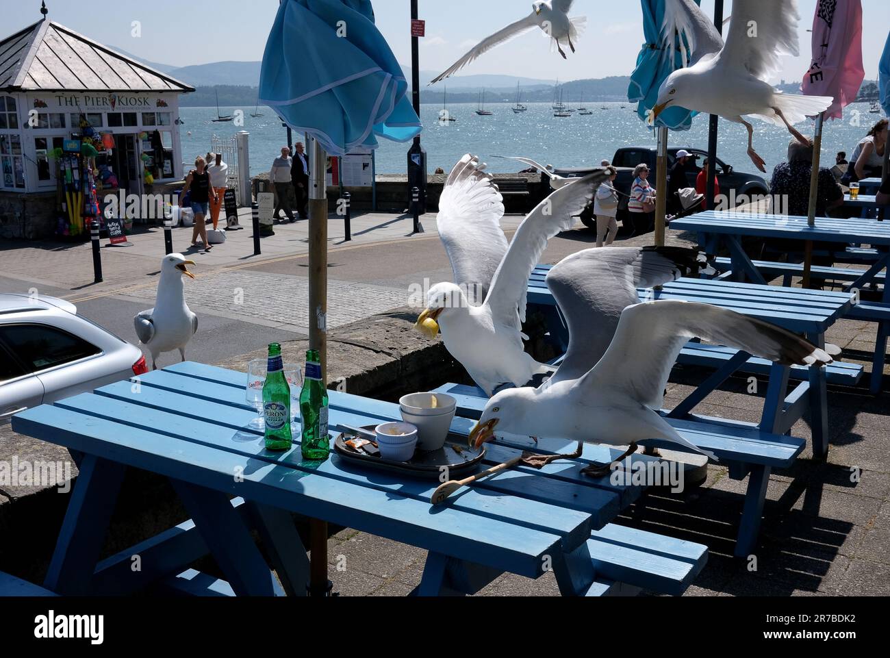 I gulls che razziano un tavolo da pranzo del ristorante a Beamaris, Anglesey, Galles, Regno Unito. Gabbiano di aringa europeo Foto Stock