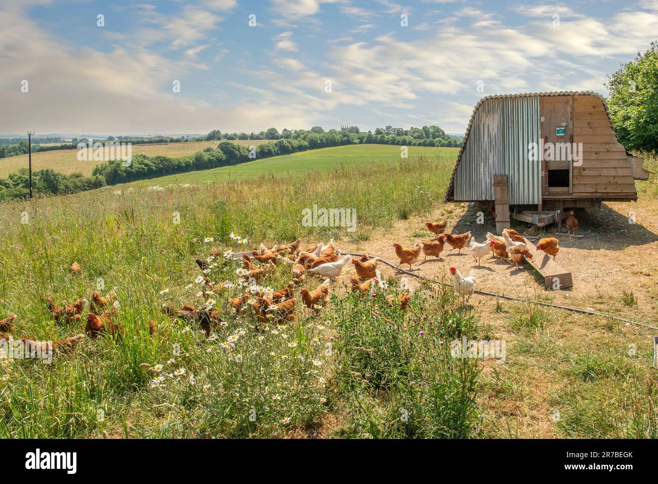 pollo alla pannocola e pollame libero Foto Stock