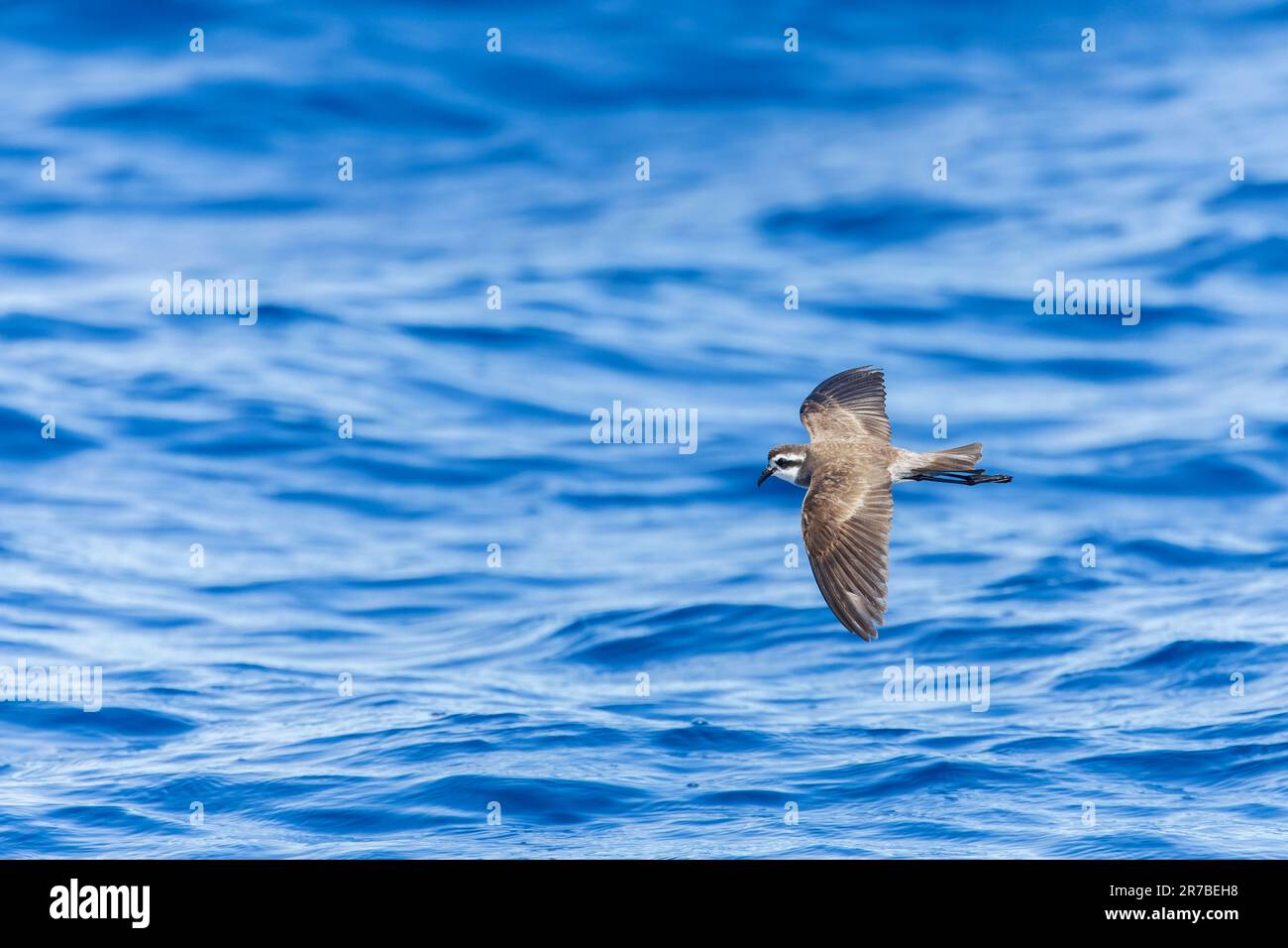 Latham's Storm Petrel (Pelagodroma (marina) maoriana) che sorvola l'oceano pacifico al largo dell'Isola del Nord, Nuova Zelanda. Foto Stock