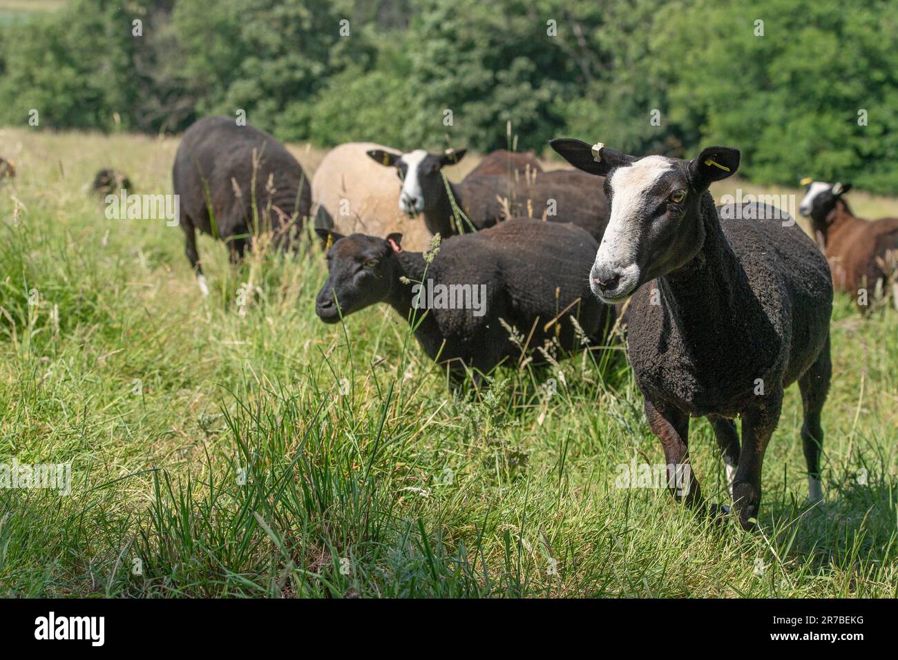 gregge misto di zwartbles, gallese, exlana pecora Foto Stock