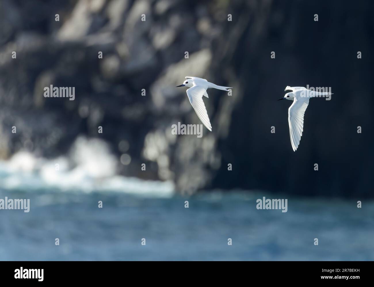 Indo-pacific White Tern (Gygis (alba) candida) in volo al largo dell'isola di Norfolk, Australia. Foto Stock