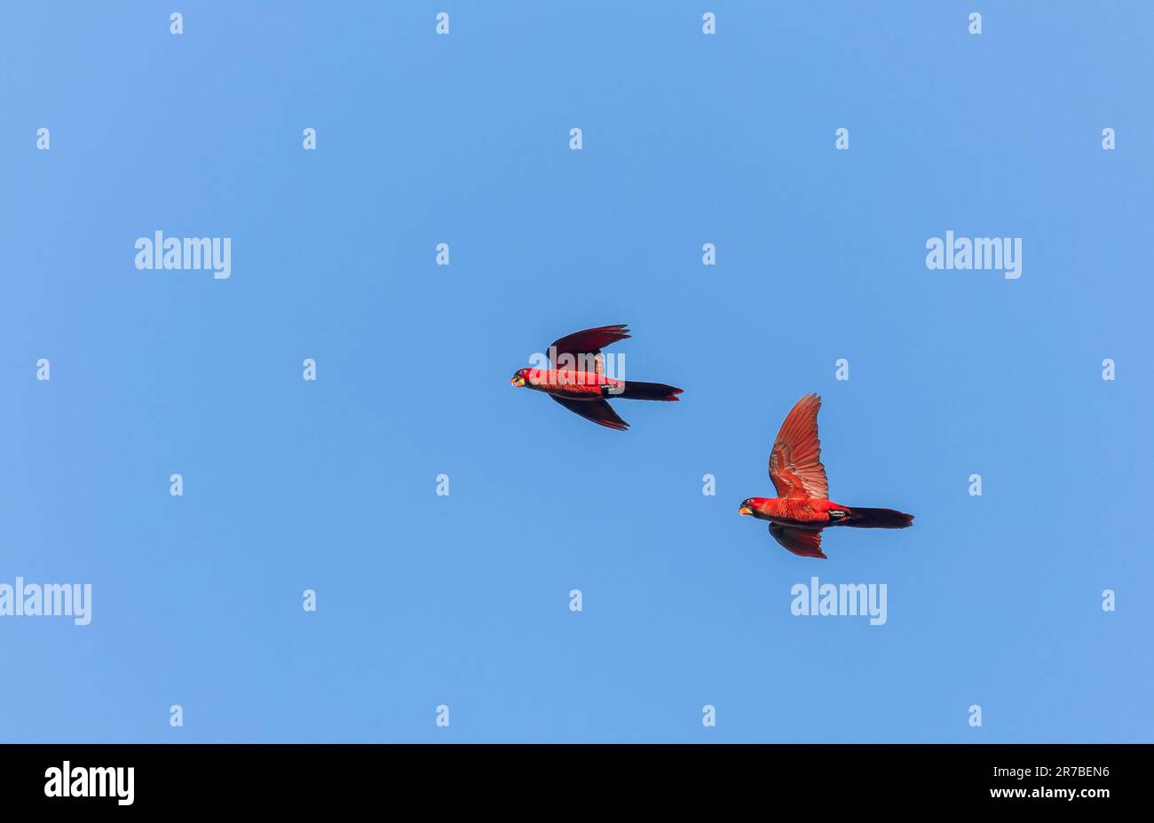 Il Cardinale lory (Pseudeos cardinalis) nelle Isole Salomone. In volo sul Monte Austin, Guadalcanal. Foto Stock