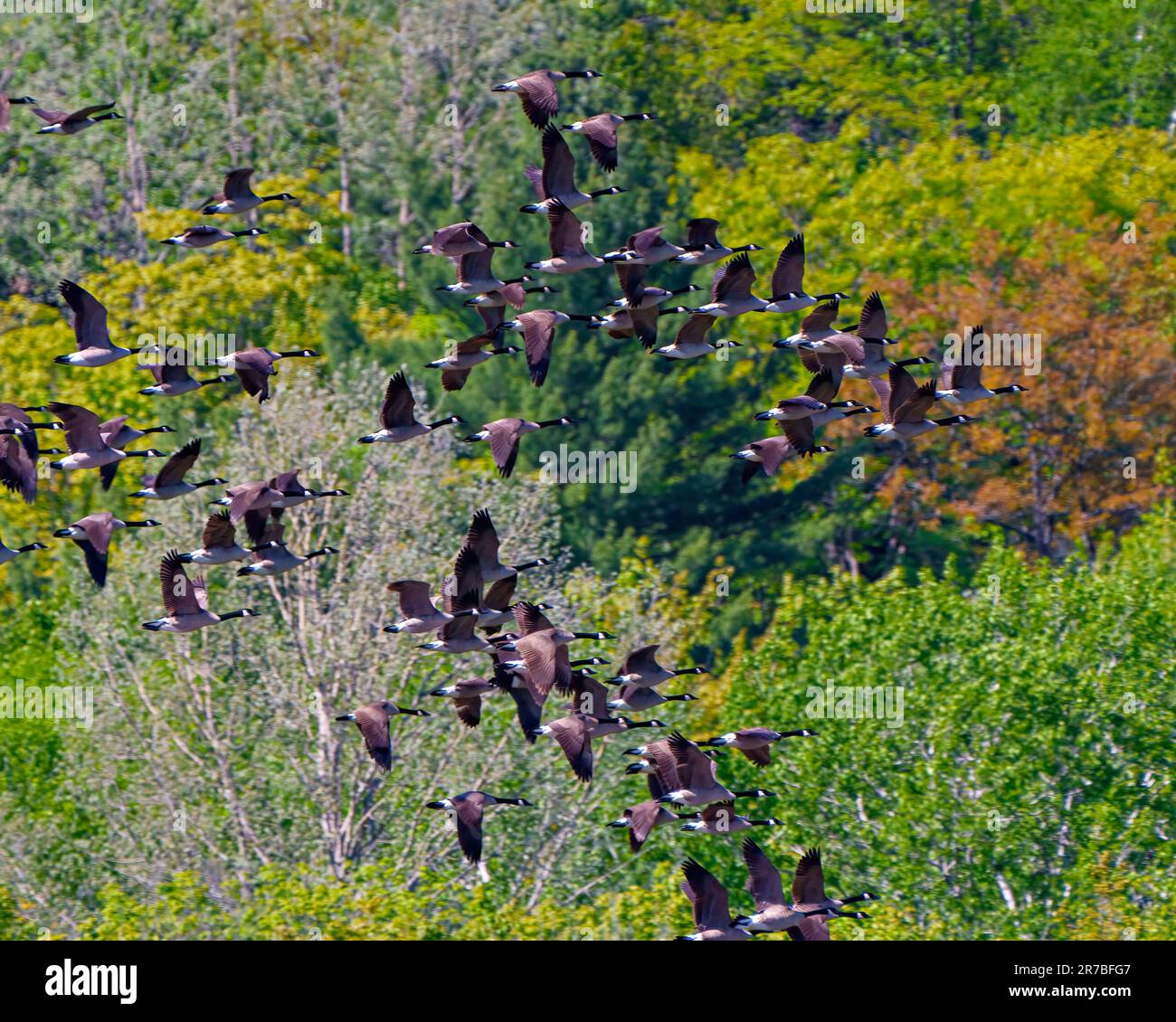 Gruppo di oche canadesi che volano sopra alberi sempreverdi sfondo nel loro ambiente e habitat circostante. Gregge di uccelli. Uccelli volanti. Foto Stock