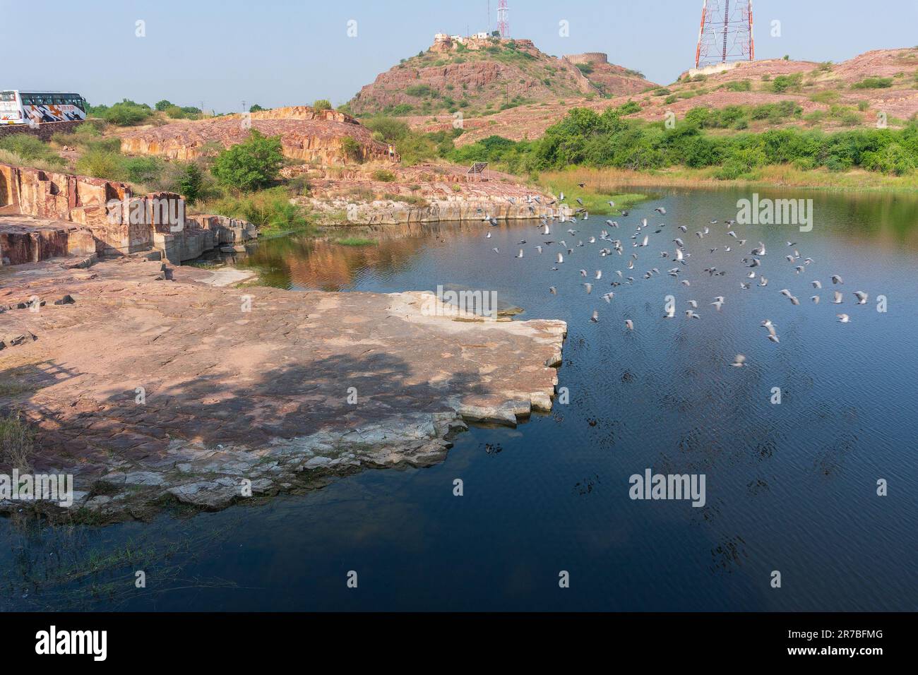 Un gregge volante di piccioni, Columba livia domestica, o Columba livia forma domestica, uccelli sul lago di Jaswant Thada cenotaph; Jodhpur, Rajasthan, Foto Stock