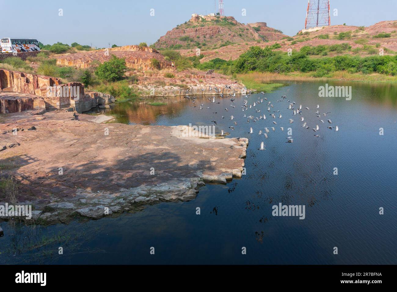 Un gregge di pigioni, Columba livia domestica, o Columba livia forma domestica, volando uccelli sul lago di Jaswant Thada cenotaph; Jodhpur. Foto Stock