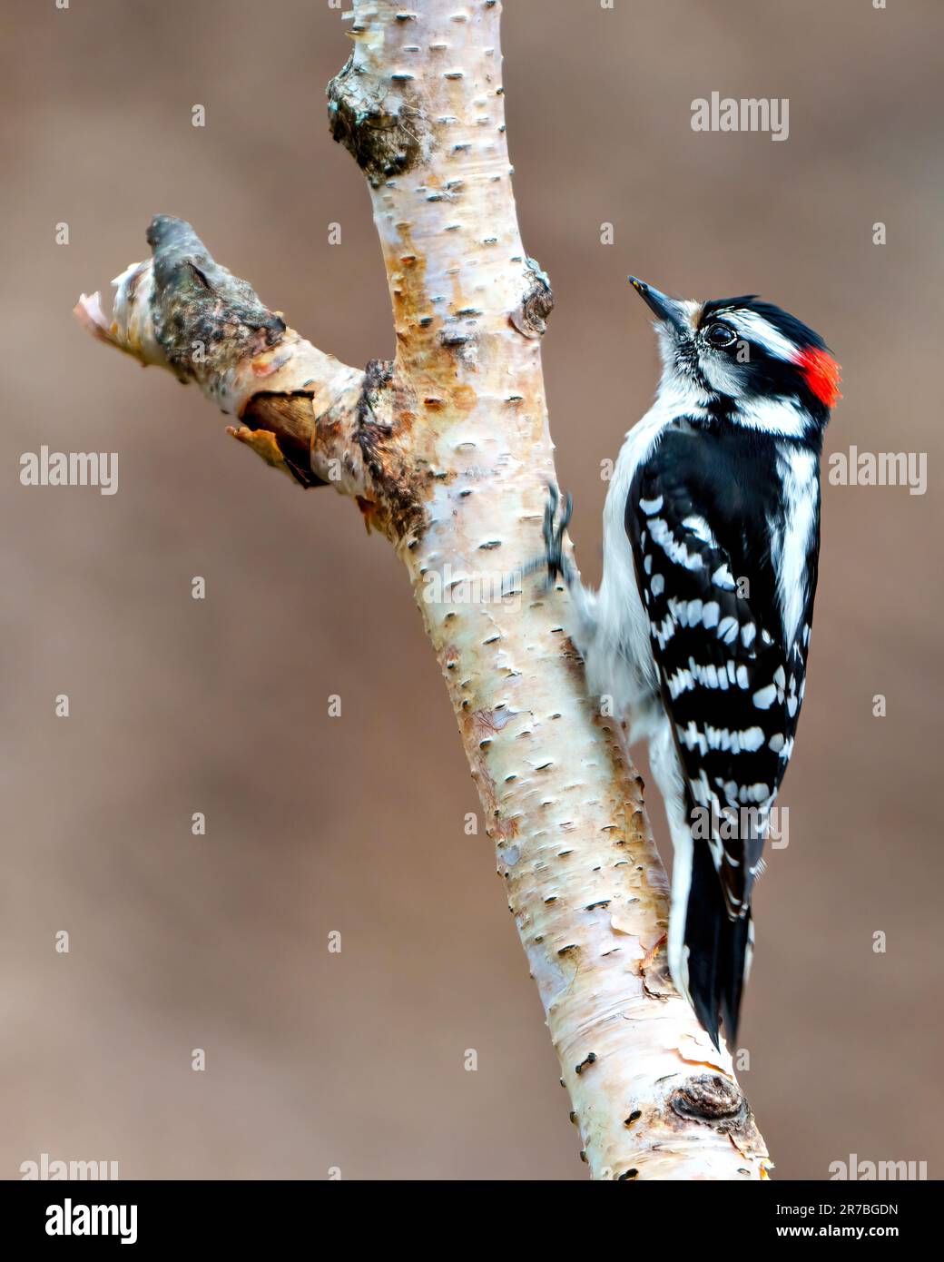 Discendente Woodpecker maschio arrampicata su un tronco di betulla con uno sfondo marrone nel suo ambiente e habitat che mostra piume piumaggio bianco e nero. Foto Stock