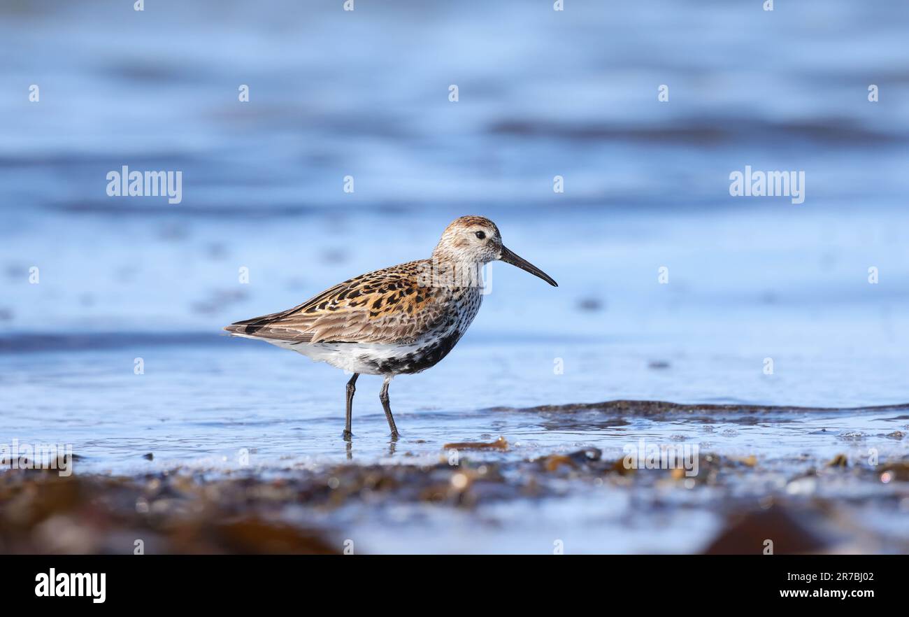 Dunlin sulla riva Foto Stock