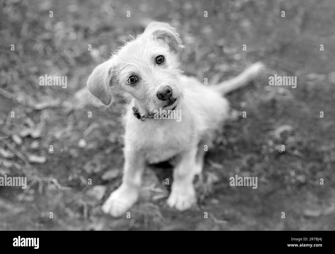 Un carino Puppy Dog sta guardando in su con Uno sguardo curioso confuso sul suo volto nero e bianco Foto Stock