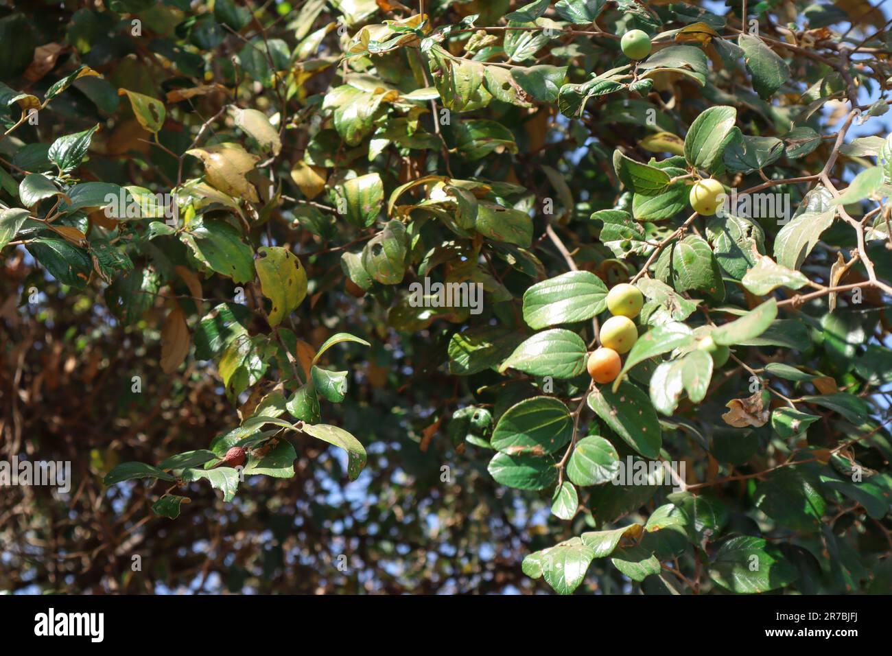 BER frutta o Bora frutta albero. Grande albero nella giungla di susina indiana, verry juube Foto Stock