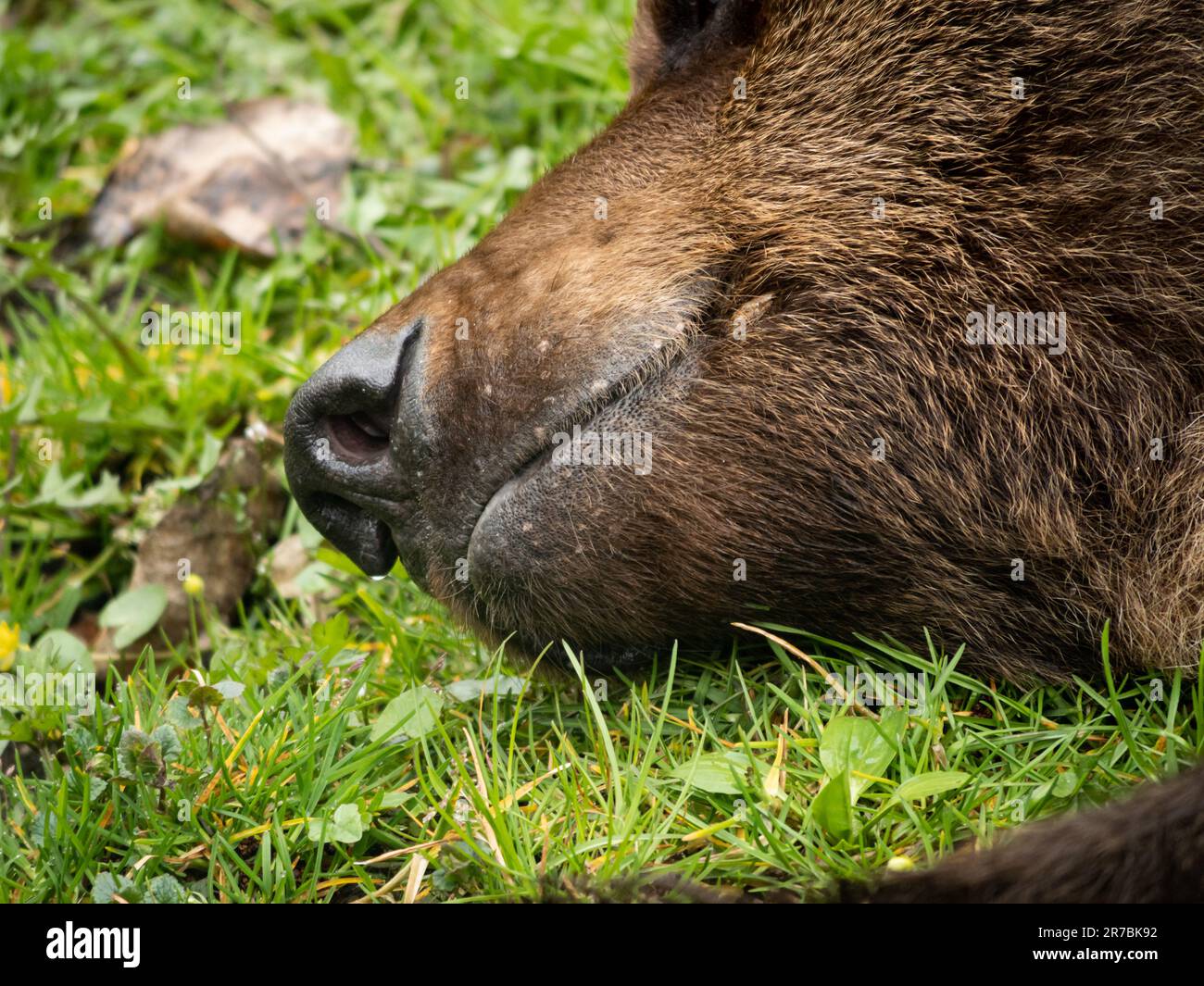 Bocca e naso di un orso bruno (Ursus arctos) in primo piano. Peli fini della pelliccia. Un orso addormentato adagiato sull'erba verde. La bocca è chiusa. Foto Stock