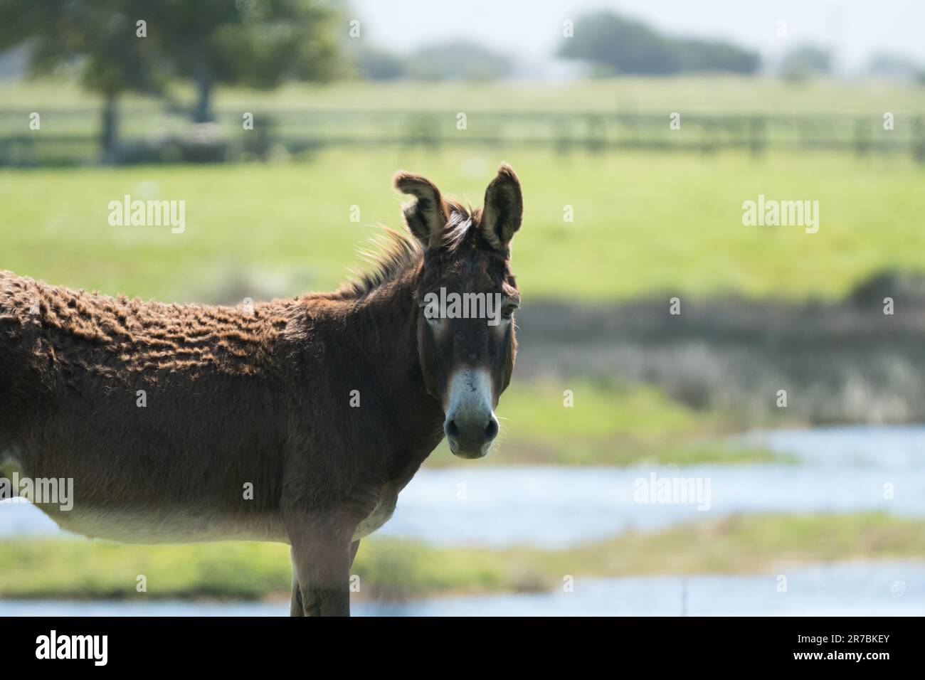 Animale da fattoria, asino curioso guardando la macchina fotografica closeup, fianco a una fattoria nel Capo Occidentale, Sud Africa Foto Stock