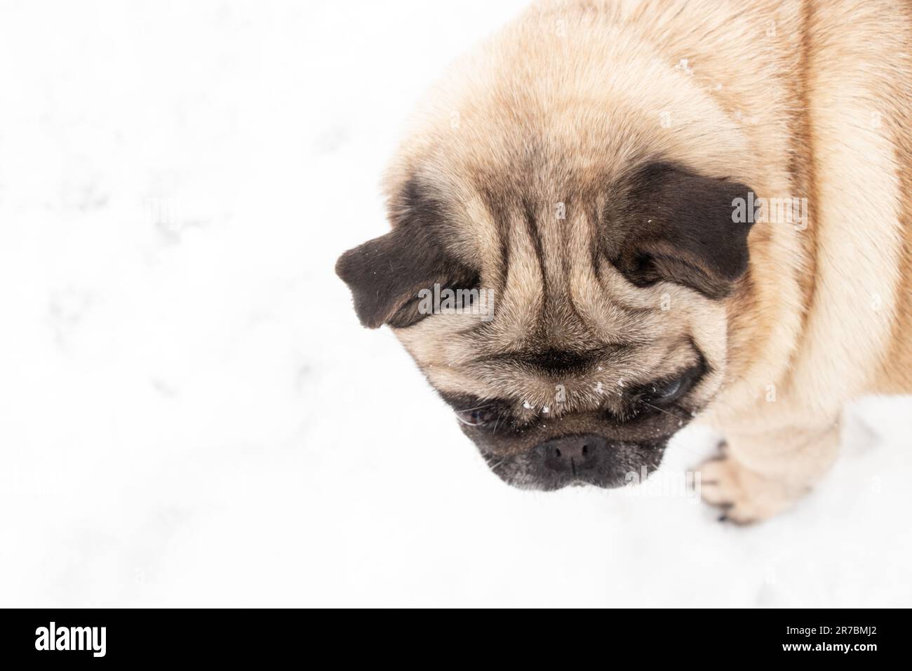 pug cane ritratto nel closeup neve Foto Stock