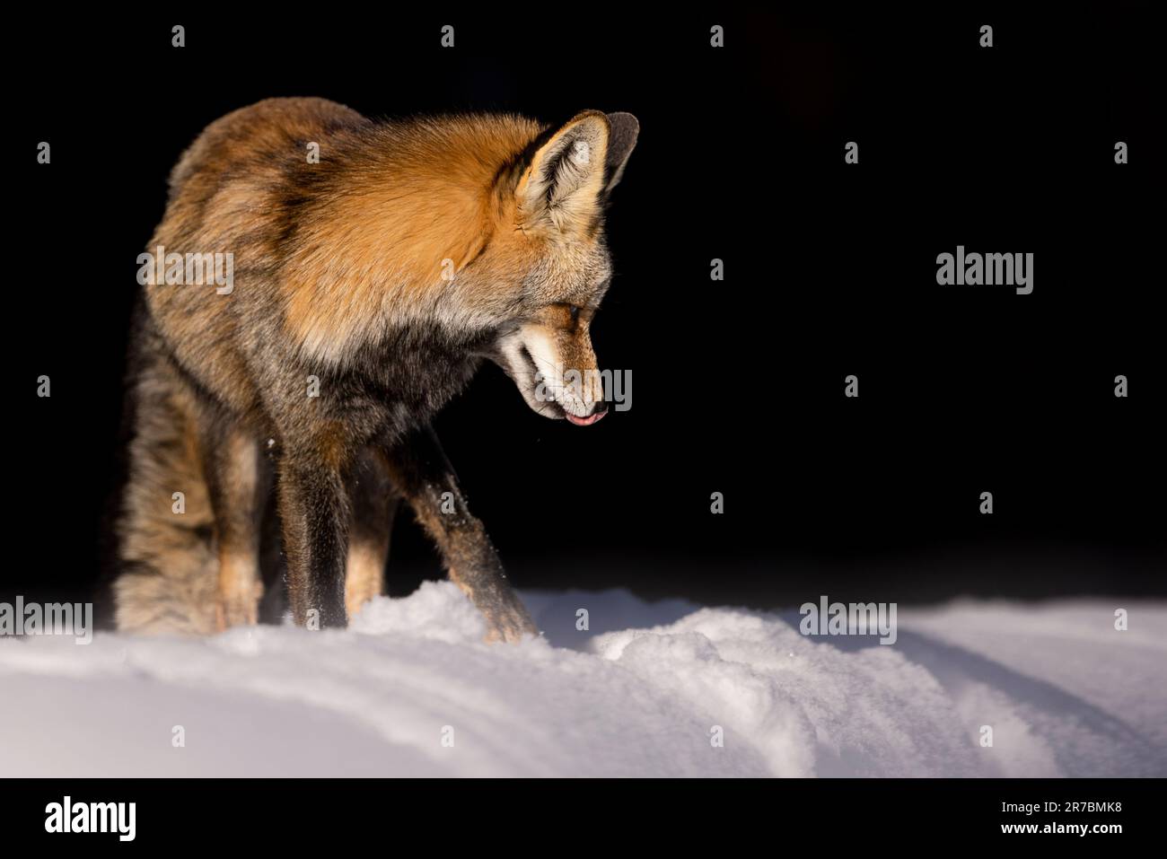 Una maestosa volpe rossa nel pittoresco paesaggio invernale, sull'incontaminata coperta di neve bianca Foto Stock