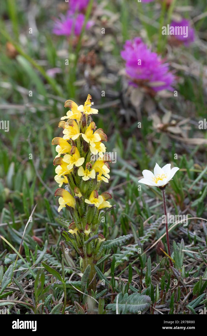 Nord America; Stati Uniti; Alaska; Brooks Range; Artico; piante; Fiori selvatici; Oeder's Lousewort; Pedicularis oederi. Foto Stock