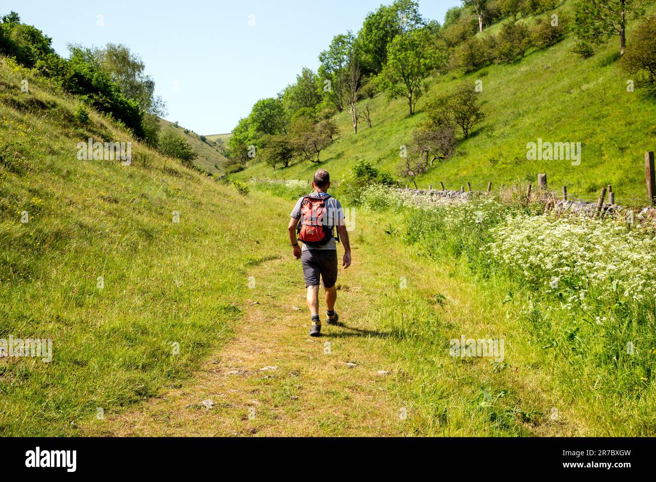 Uomo che cammina per la bellezza delle Derbyshire Dales sosta di Deep Dale vicino a Bakewell nel Peak District Inghilterra Foto Stock