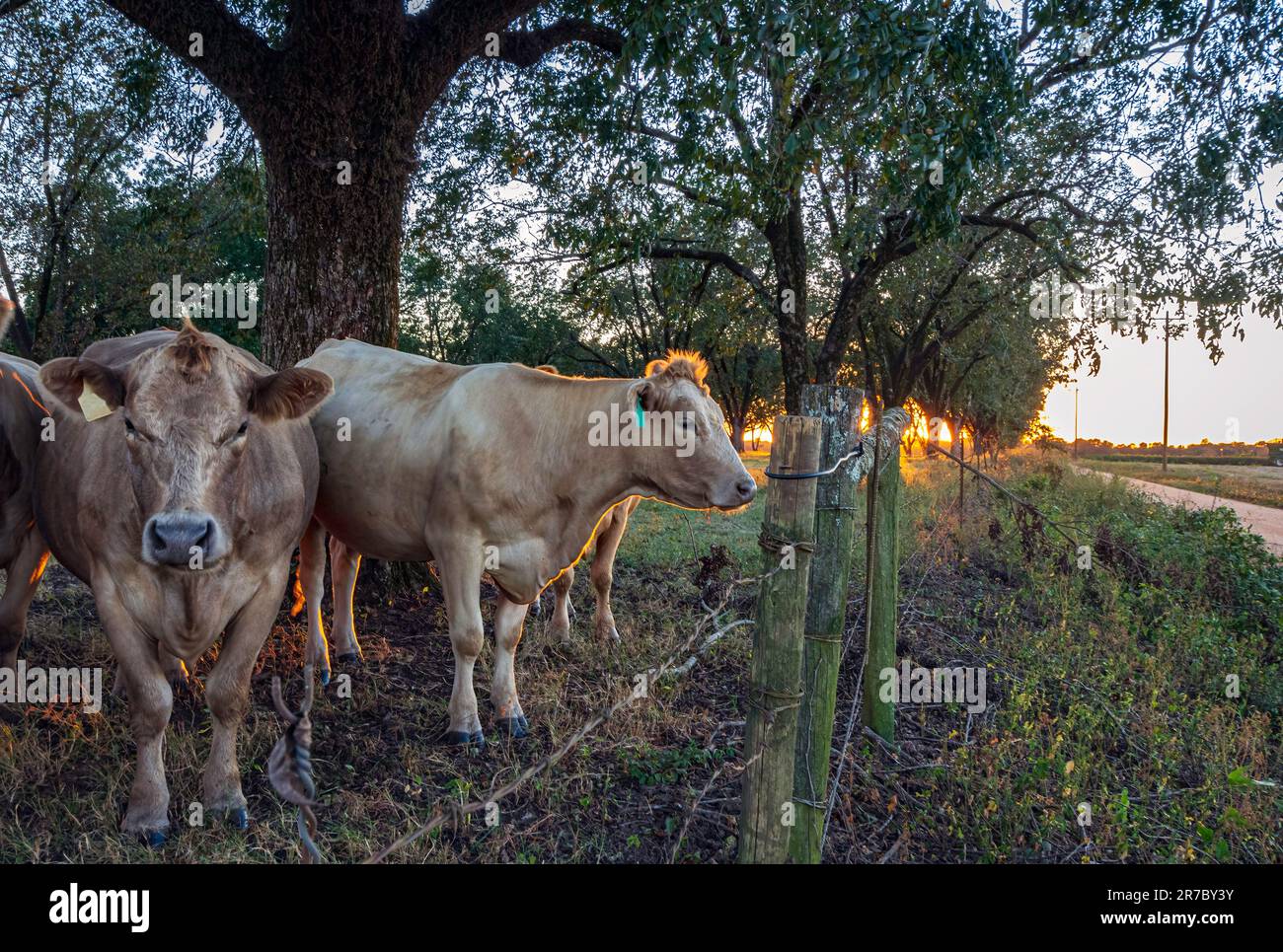 Mandria di mucche di covata di manzo che si stagilla sotto gli alberi di pecan mentre il sole tramonta nell'Alabama centrale. Foto Stock