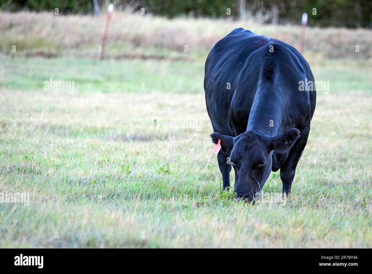 Lone bianco Angus pascolo con spazio negativo a sinistra. Foto Stock