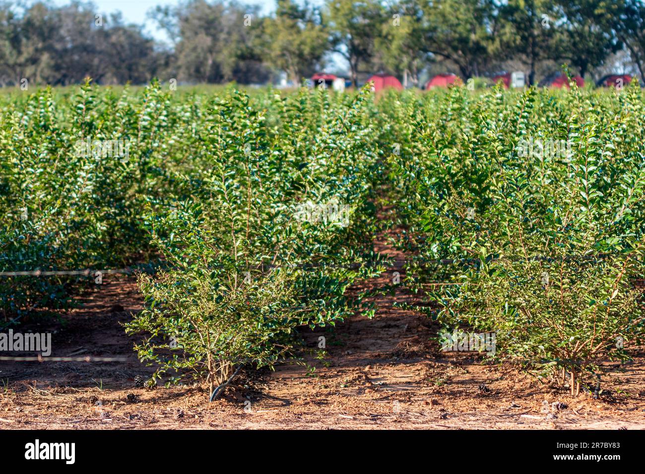 File di mirto cremoso (Lagerstroemia indica) con irrigazione a goccia che cresce in un vivaio dell'Alabama centrale. Foto Stock