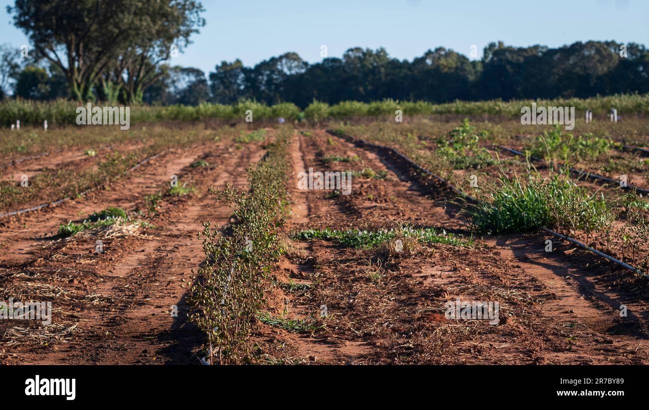 Un campo di arbusti con irrigazione a goccia che cresce in un vivaio commerciale nell'Alabama centrale. Foto Stock