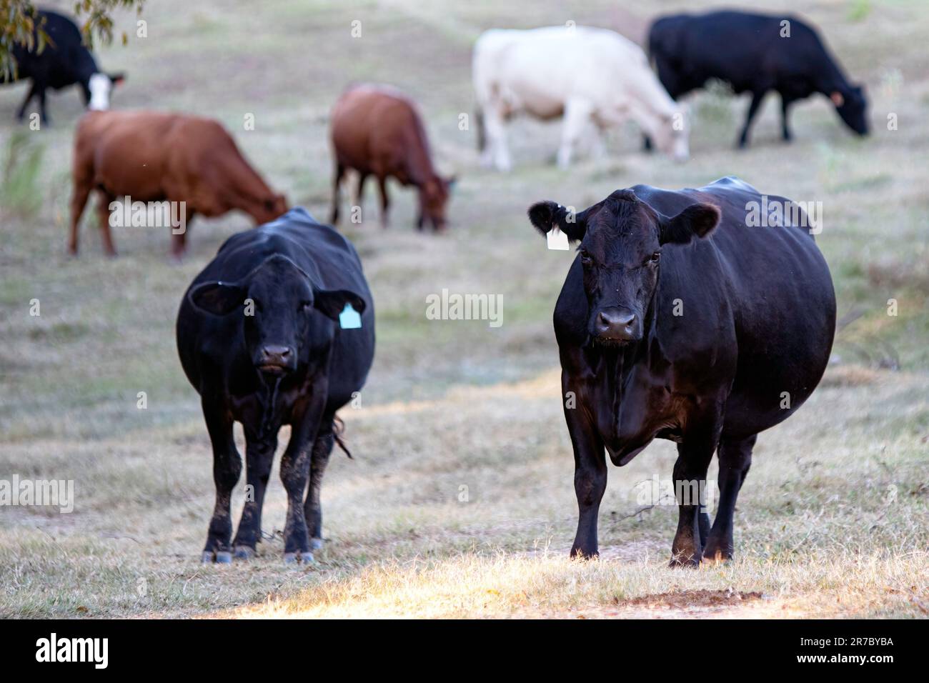 Mandria di bovini da carne commerciali di diverse razze in un pascolo colpito dalla siccità che è molto breve. Foto Stock