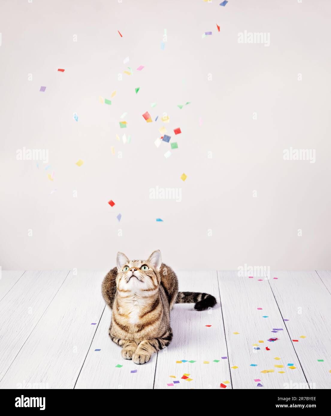 Felice gatto domestico del tabby che festeggia il compleanno che guarda in su mentre i confetti della festa cadono. Foto Stock