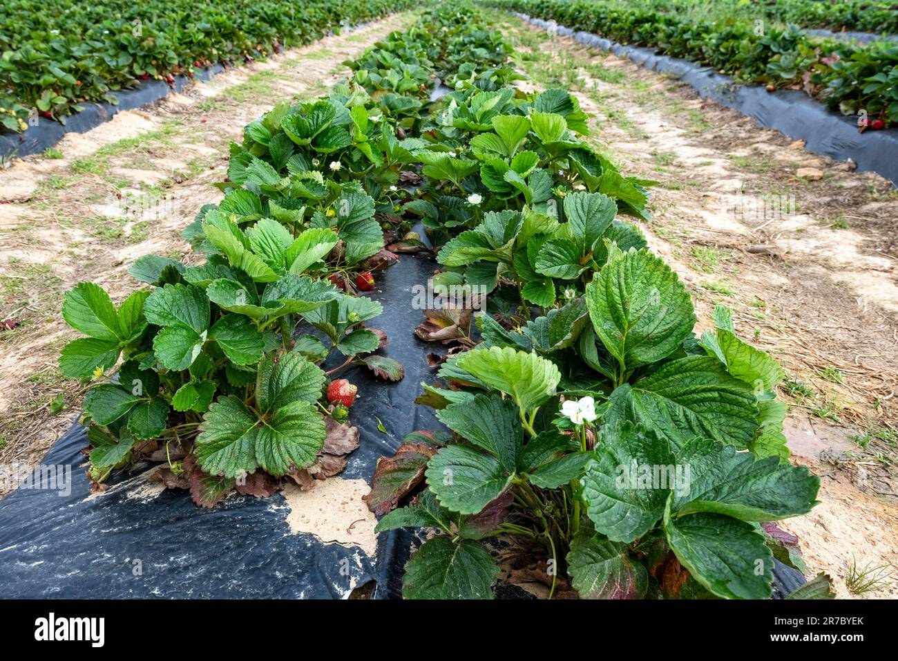 Fila di piante di fragole commerciali (Fragaria ananassa) coltivate in letti di plastificazione rialzati con prospettiva decrescente. Foto Stock