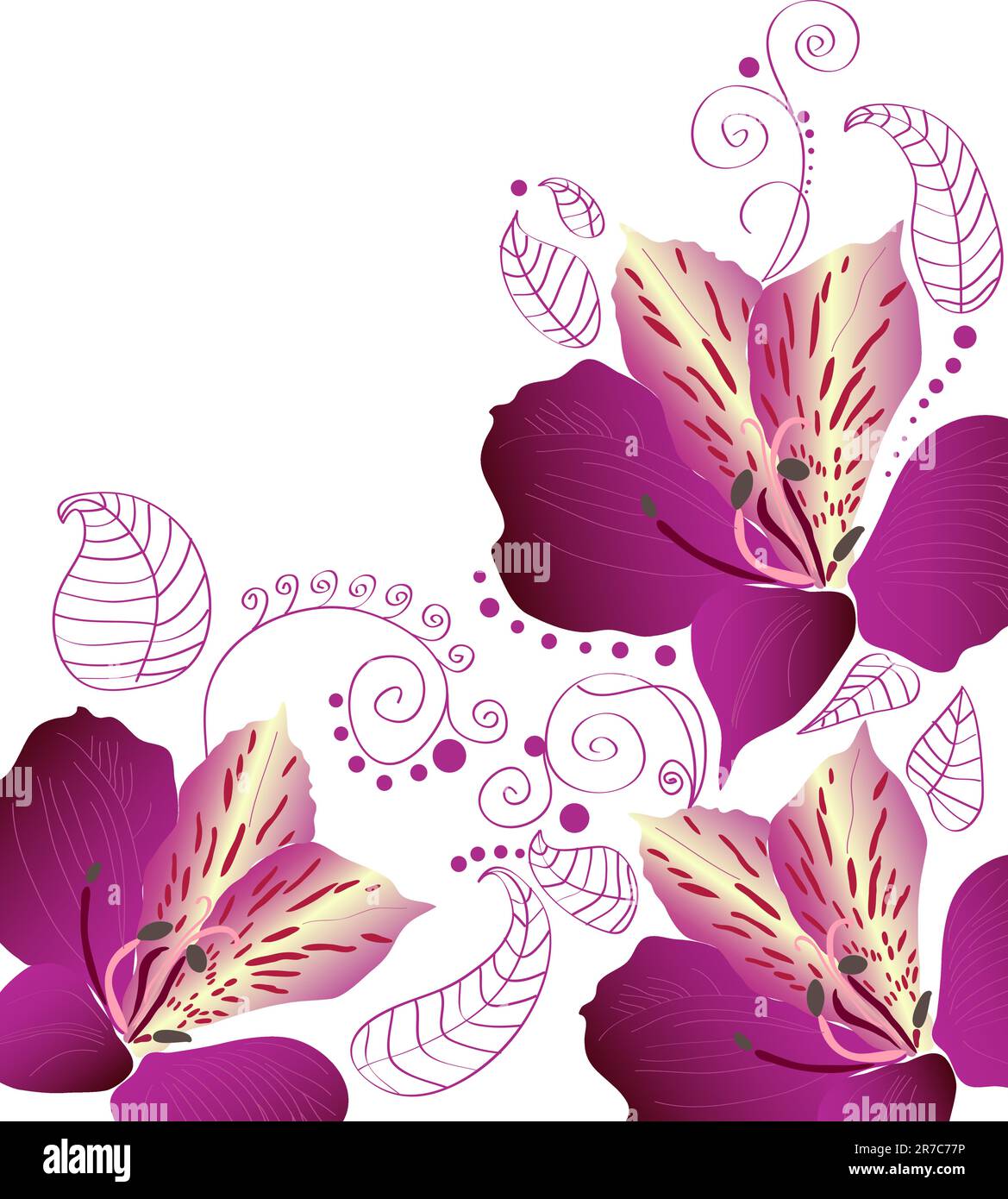 tre bellissimi alstroemeria viola in fiore su sfondo bianco Illustrazione Vettoriale