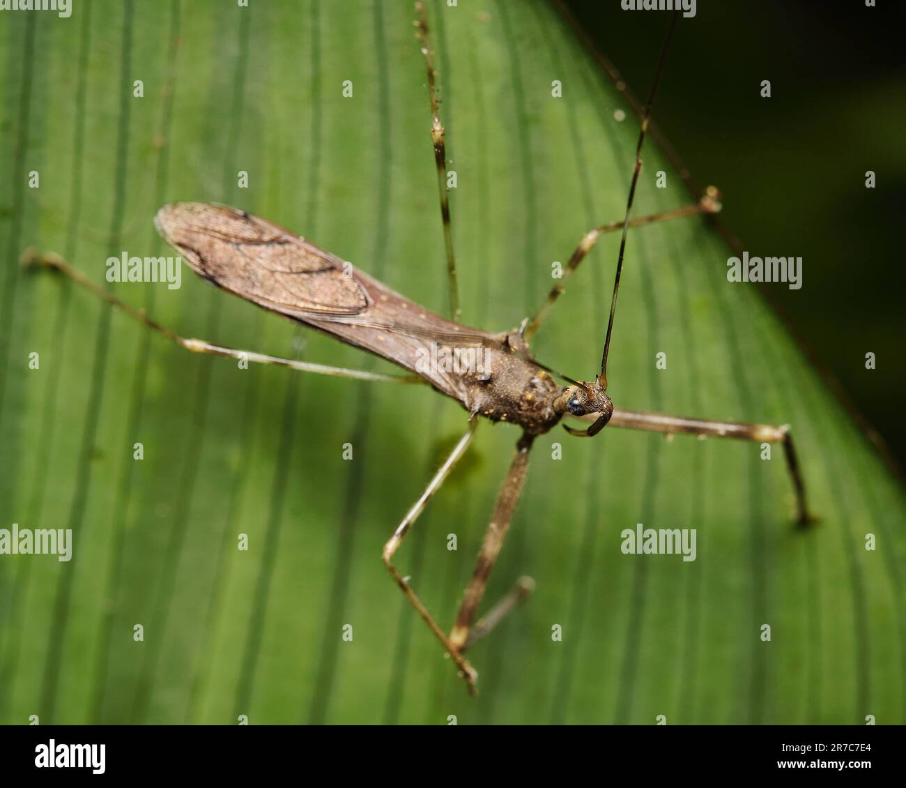 Un primo piano ad alta risoluzione di un piccolo insetto marrone con gambe delicate Foto Stock