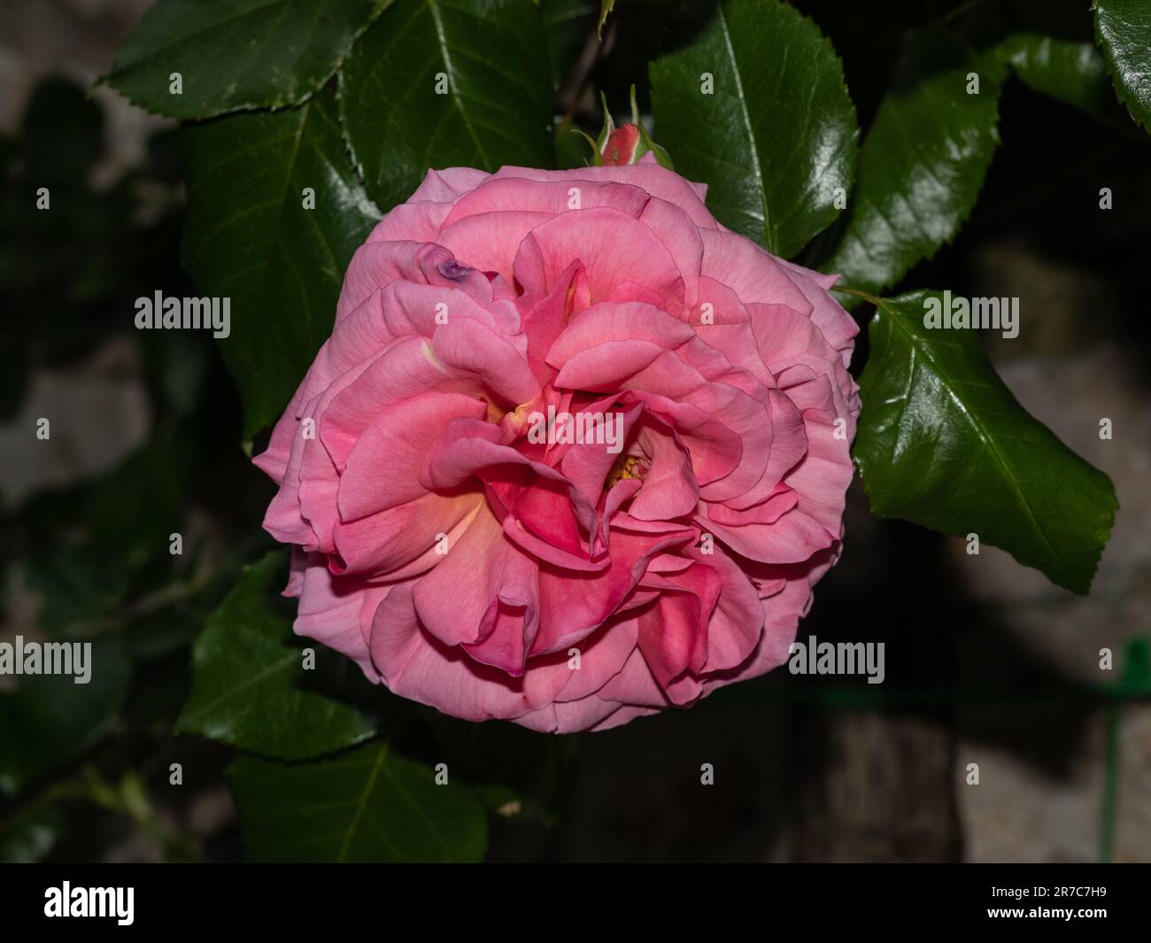 rosa chinensis in giardino Foto Stock