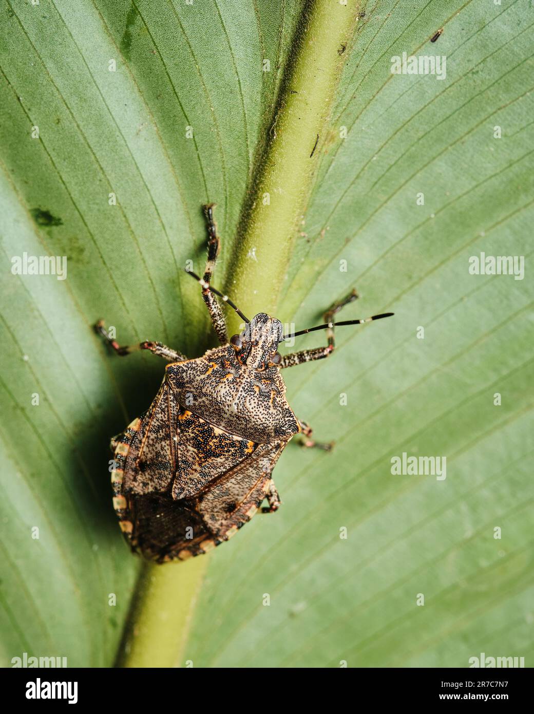 Un macrospo di un piccolo insetto seduto in cima ad una foglia verde vibrante, arroccato in cima ad un gambo di pianta sottile Foto Stock