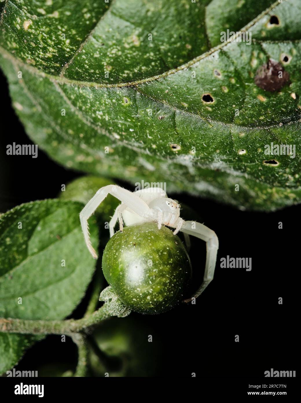 Macro immagine di un ragno di Misumena vatia, con le sue delicate caratteristiche Foto Stock