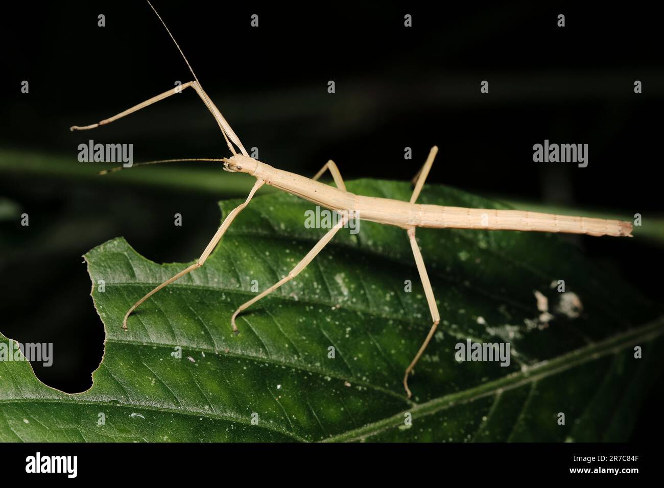 Un primo piano ad alta risoluzione di un Phobaeticus kirbyi, una specie di insetto di bastone Foto Stock