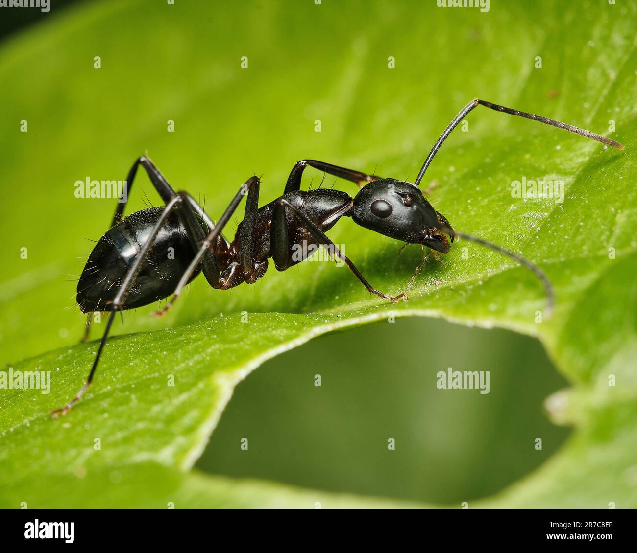 Un'immagine ad alta risoluzione di un ANT Camponotus compressus da un angolo di primo piano Foto Stock