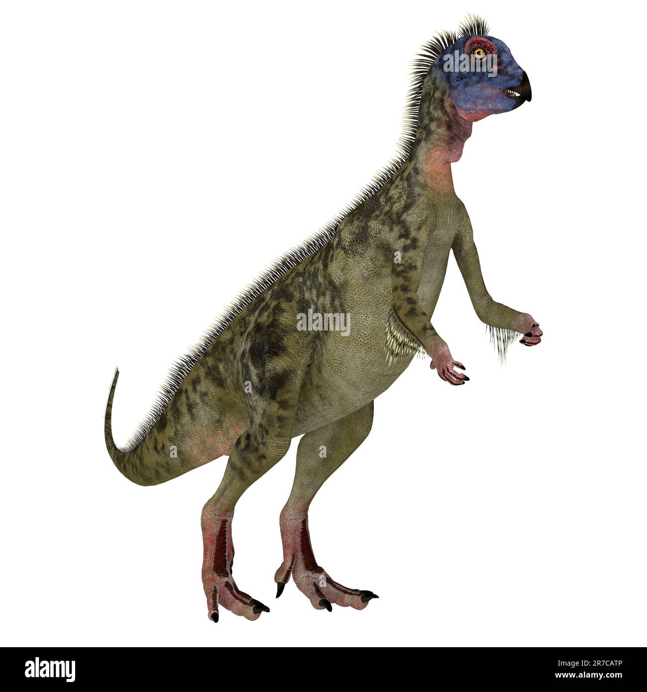 Hypsilophodon era un onnivoro ornithopod dinosaur che ha vissuto in Inghilterra durante il Cretacico. Foto Stock
