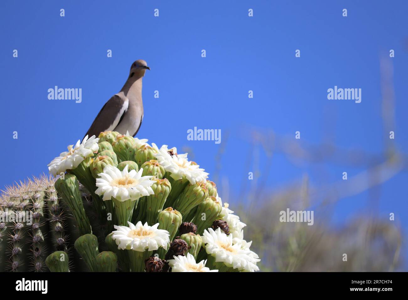 Colomba bianca su Saguaro Cactus fiorente al Desert Botanical Garden a Phoenix Arizona - orientamento del paesaggio. Foto Stock