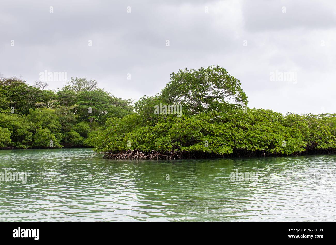 Foresta di mangrovie di Venas Azules nel Parco Nazionale di Portobelo Foto Stock