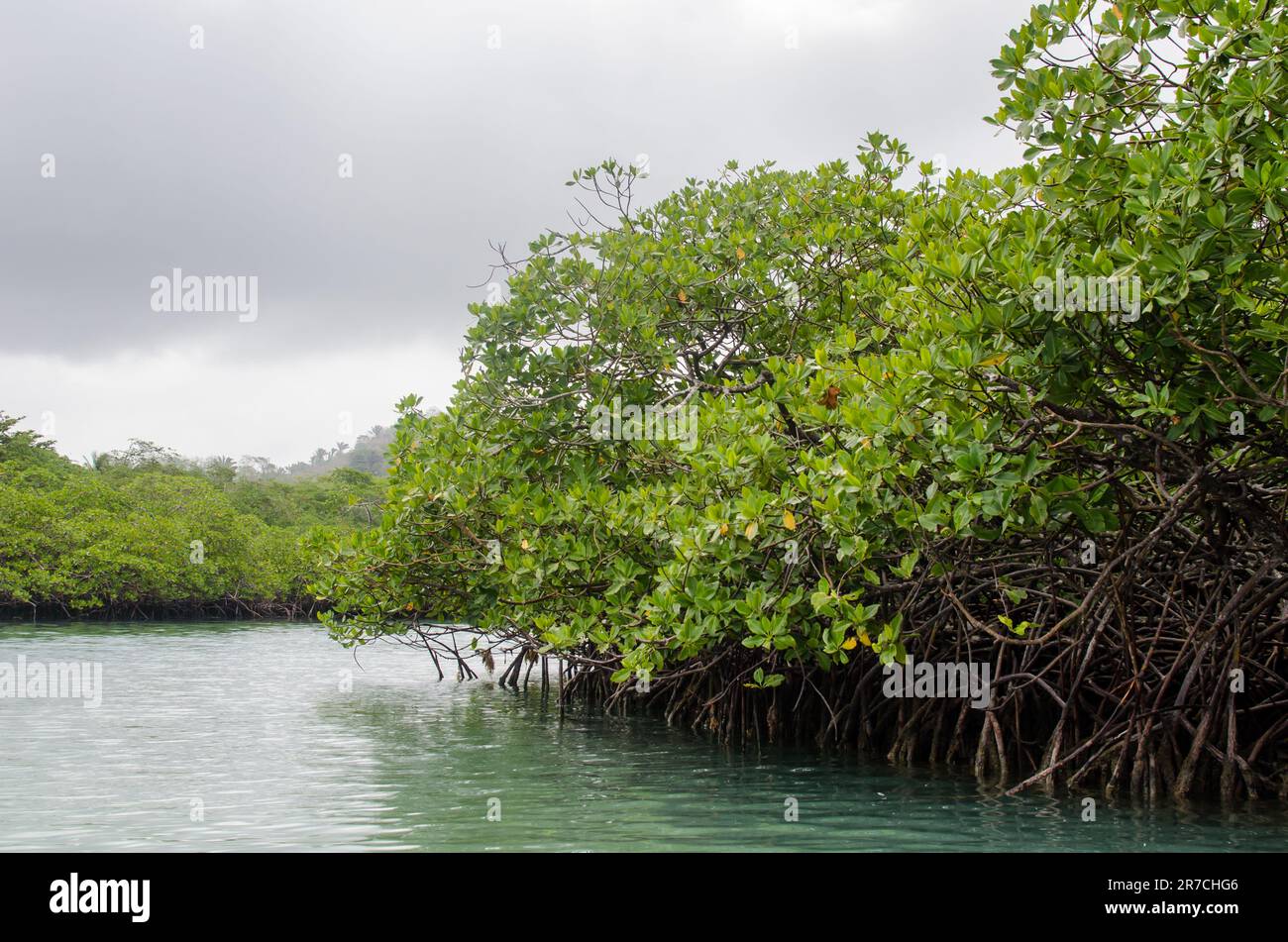 Foresta di mangrovie di Venas Azules nel Parco Nazionale di Portobelo Foto Stock