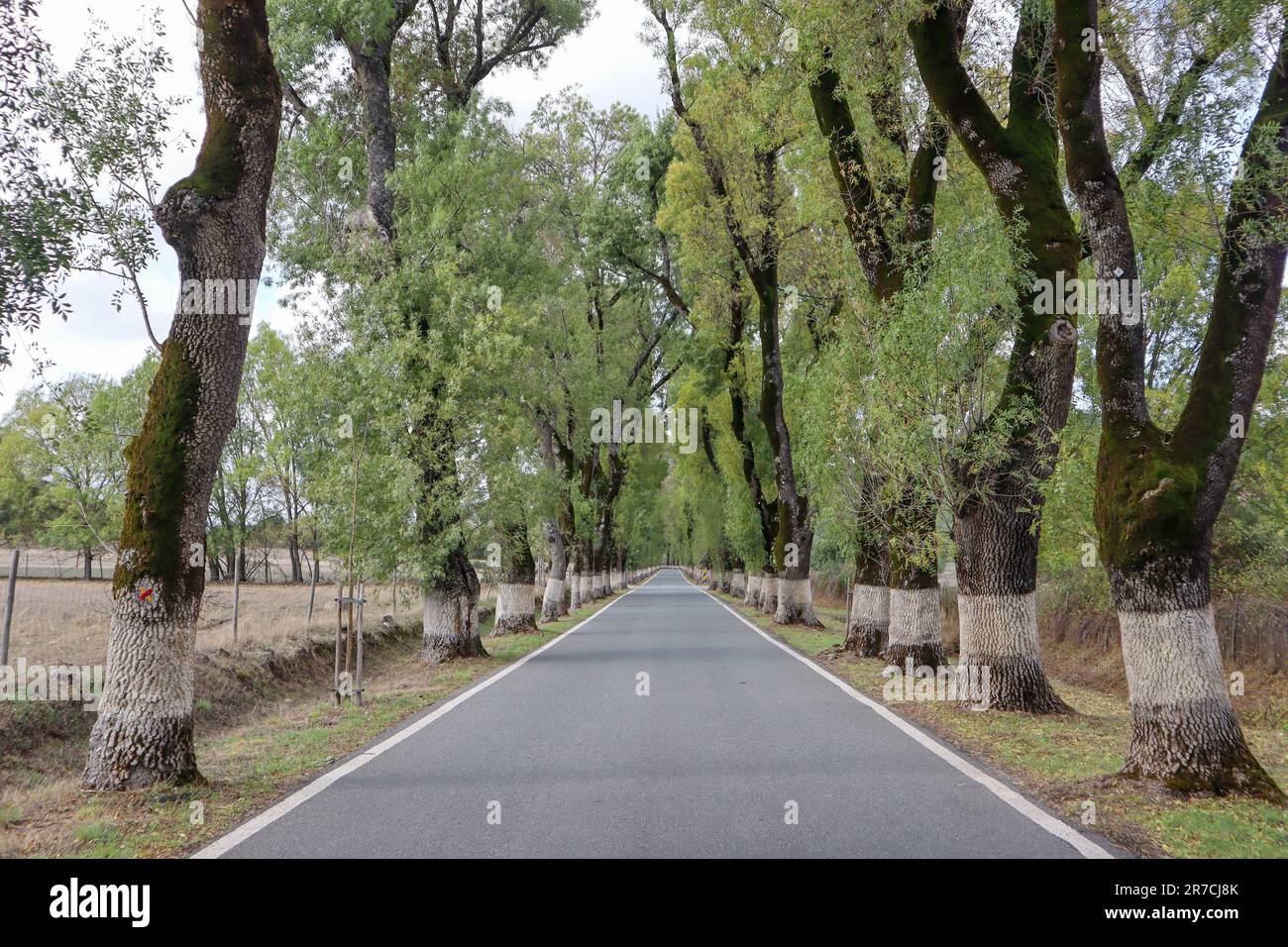 Alameda dos Freixos, conosciuta anche come la strada più bella del Portogallo è un tunnel di alberi di cenere lungo la strada dipinta di calce bianca, a Marvao Foto Stock