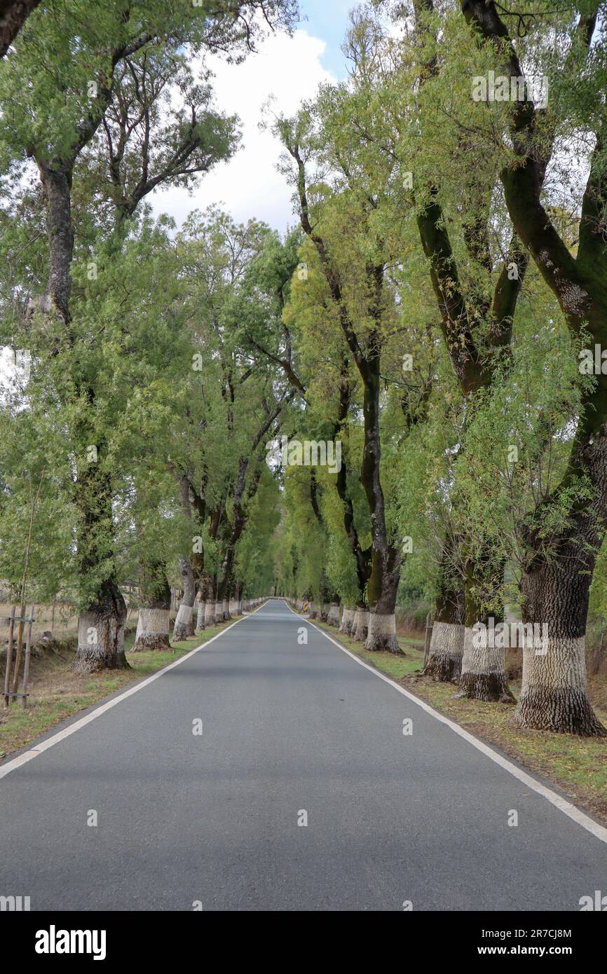 Alameda dos Freixos, conosciuta anche come la strada più bella del Portogallo è un tunnel di alberi di cenere lungo la strada dipinta di calce bianca, a Marvao Foto Stock