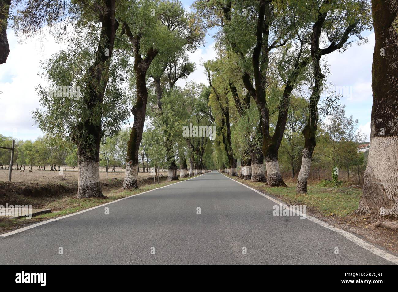 Alameda dos Freixos, conosciuta anche come la strada più bella del Portogallo è un tunnel di alberi di cenere lungo la strada dipinta di calce bianca, a Marvao Foto Stock
