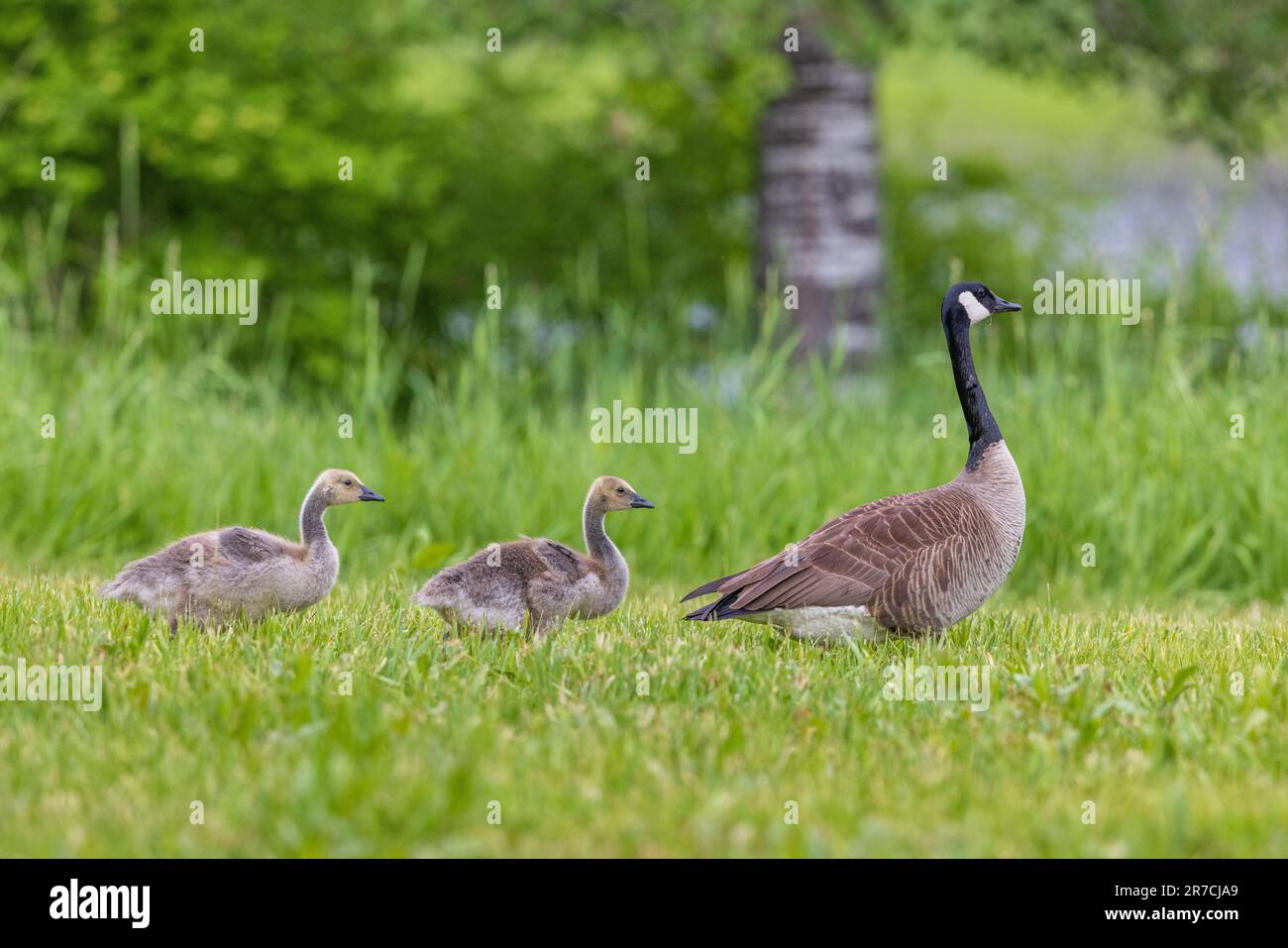 Famiglia di oche canadesi nel Wisconsin settentrionale. Foto Stock