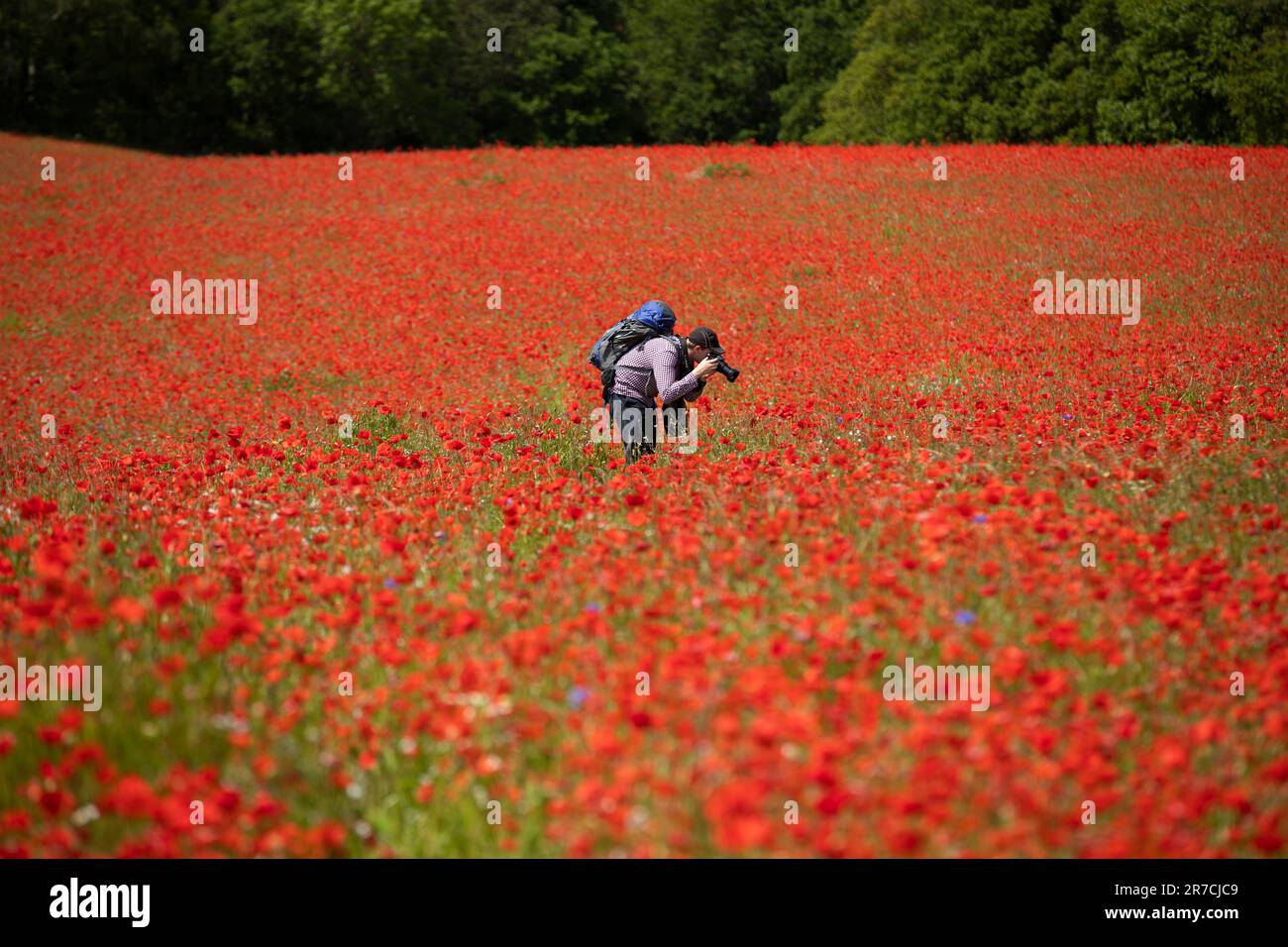 Un uomo che scatta fotografie in un campo di papaveri a Stourport, Worcestershire. Foto Stock