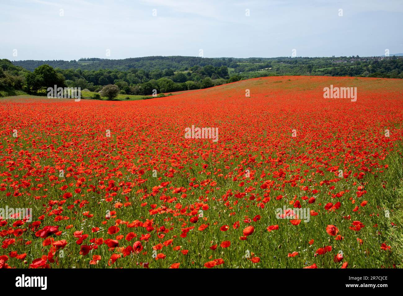 Un campo di papaveri vicino Stourport, Worcestershire Foto Stock