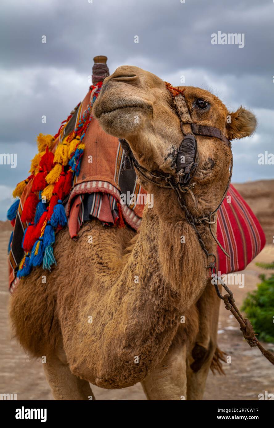 MOSCHEA NABI MUSA (1200 CE) DESERTO DELLA GIUDEA ISRAELE Foto Stock