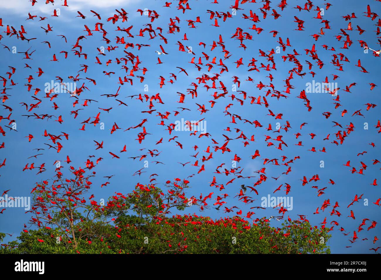 Un grande gruppo di Scarlet Ibis (Eudocimus ruber) si avvicina al suo punto di ruggito sulle mangrovie nel Nord-Est del Brasile. Foto Stock
