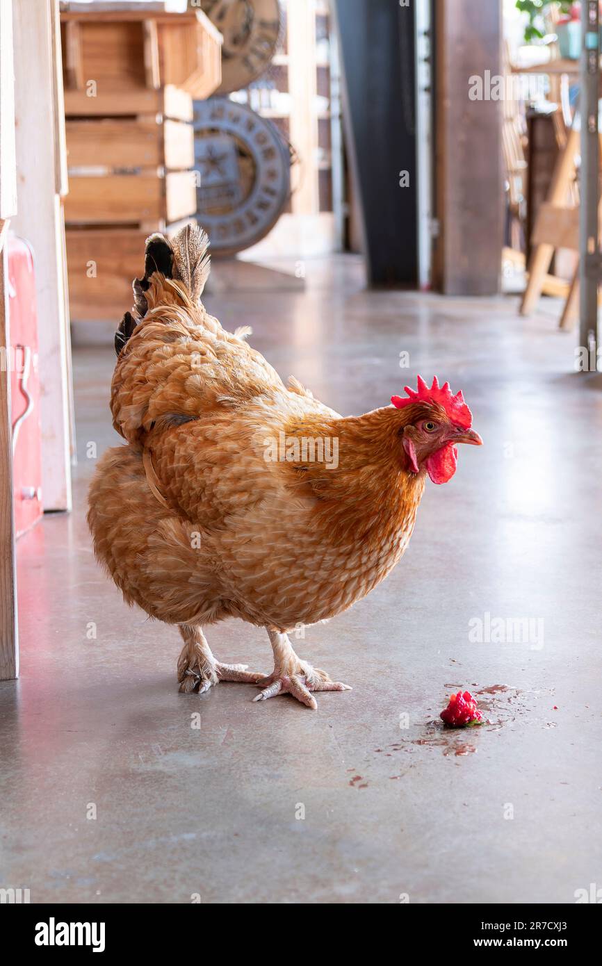 Rooster vagare in un negozio di campagna e beccare a una fragola rossa sul pavimento di cemento nella campagna Alabama, Stati Uniti. Foto Stock