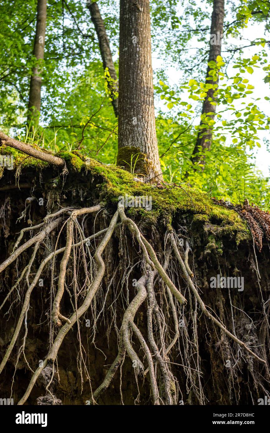 Radici di albero che sporgono fuori su una scogliera, sistema di radice Foto Stock