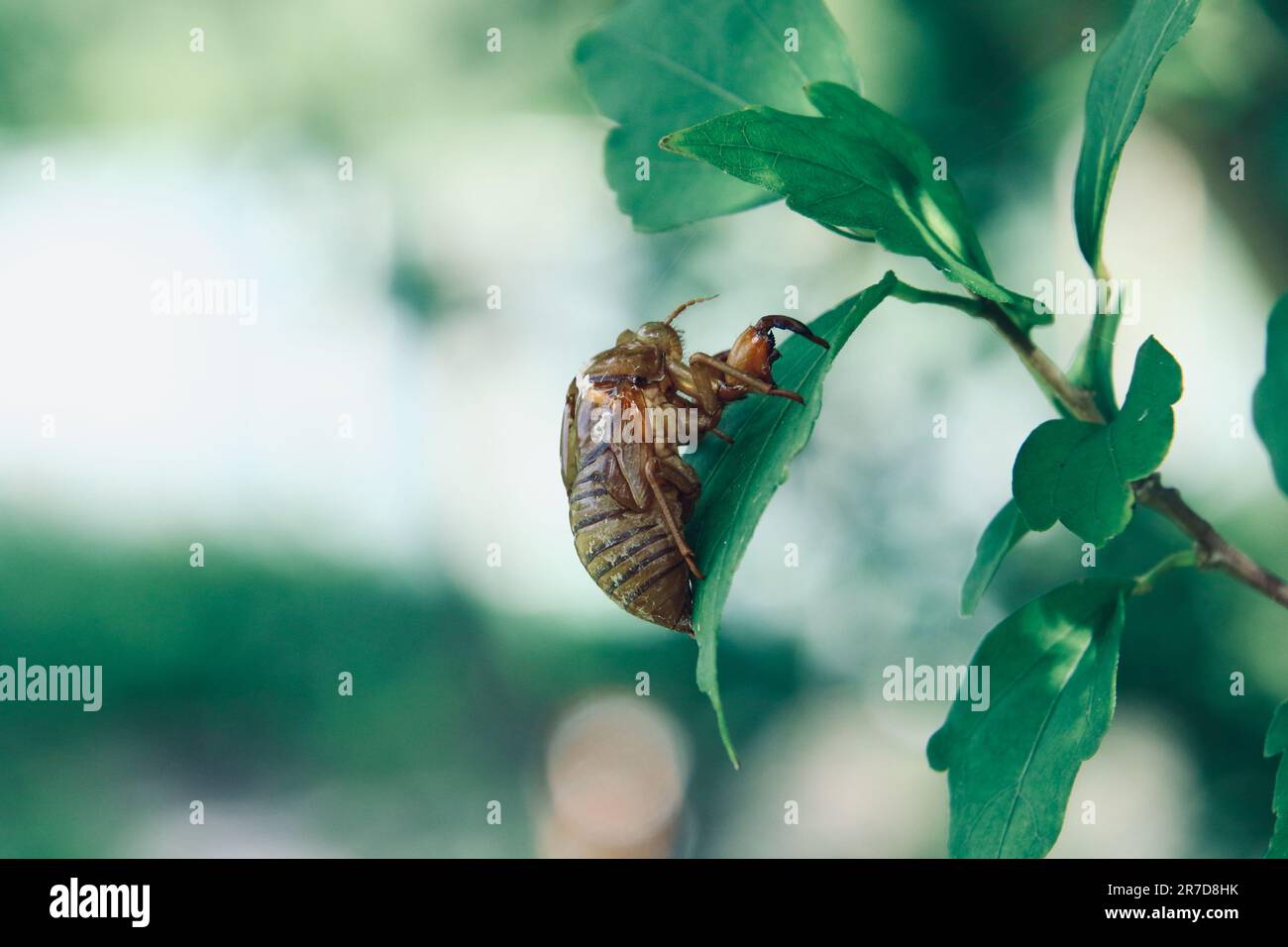 L'esterno di una cicada aggrappata ad una foglia su un albero Foto Stock