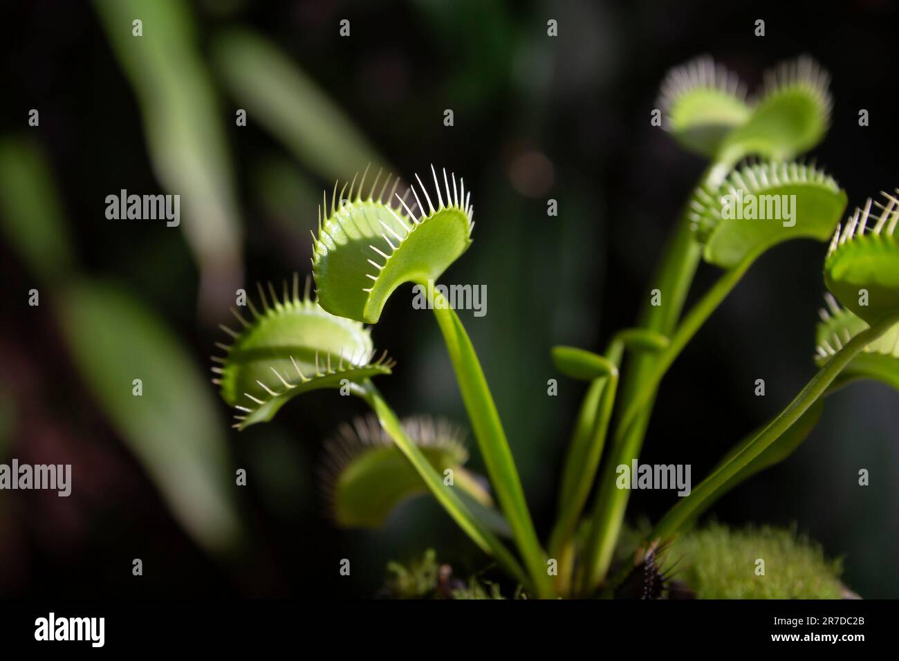 Immagine di pianta carnivora, (Dionaea muscipula) chiamata Venere FlyTraps, pianta insettivora nativa di zone umide subtropicali altamente ambita come un ornamento Foto Stock