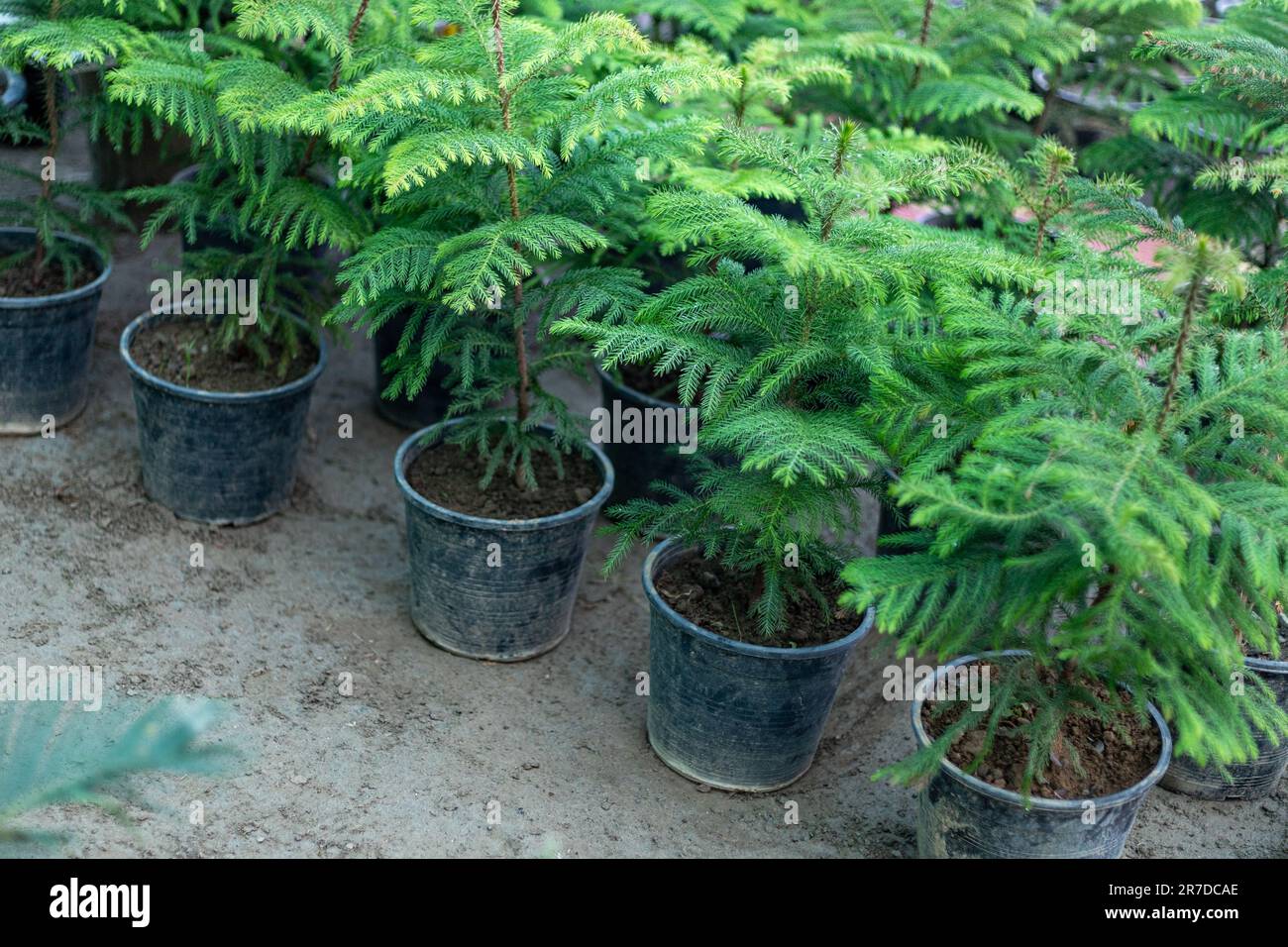 Albero piccolo di Aaraucaria che cresce in vaso di plastica alla stanza dei bambini locale per piantagione in primavera Foto Stock
